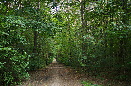 Потайные тропы